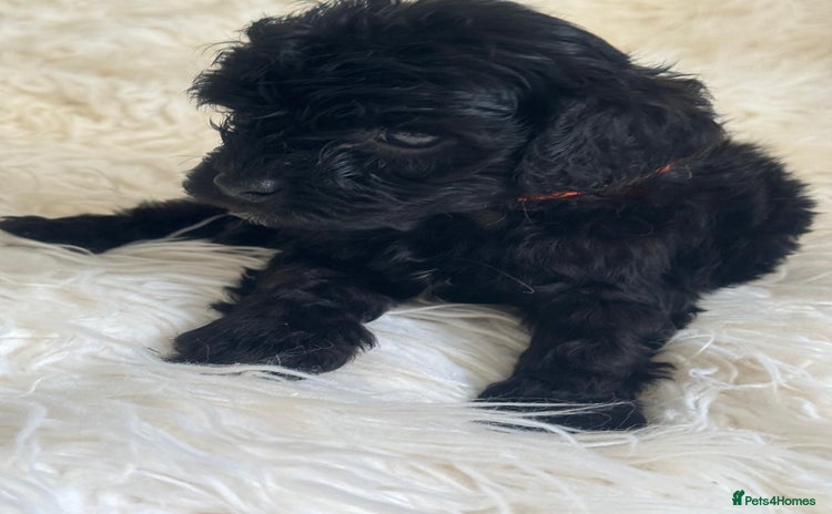 Cavapoo dogs - Advert 14