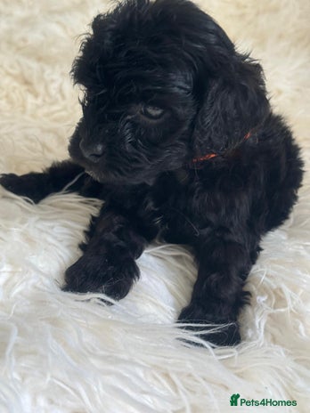 Cavapoo dogs - Advert 14