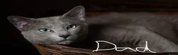 Russian Blue cats for sale: Russian Blue Kittens | TICA & GCCF | Stockport  in Stockport - Advert 4