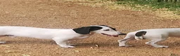 Dachshund dogs for sale: Rear white dachshund boy in Kensington  - Advert 4
