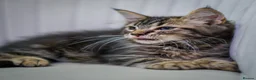 Maine Coon cats for sale: Gorgeous pure breed Mainecoon kittens ready now - Advert 31