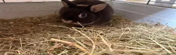 Netherland Dwarf rabbits for sale: Toffee Netherland dwarf rabbit male  - Advert 2