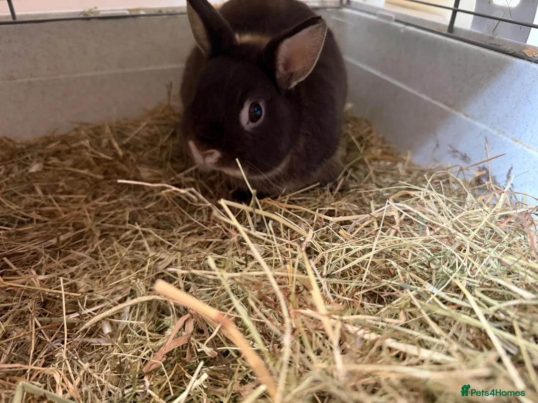 Netherland Dwarf rabbits for sale: Toffee Netherland dwarf rabbit male  - Advert 2