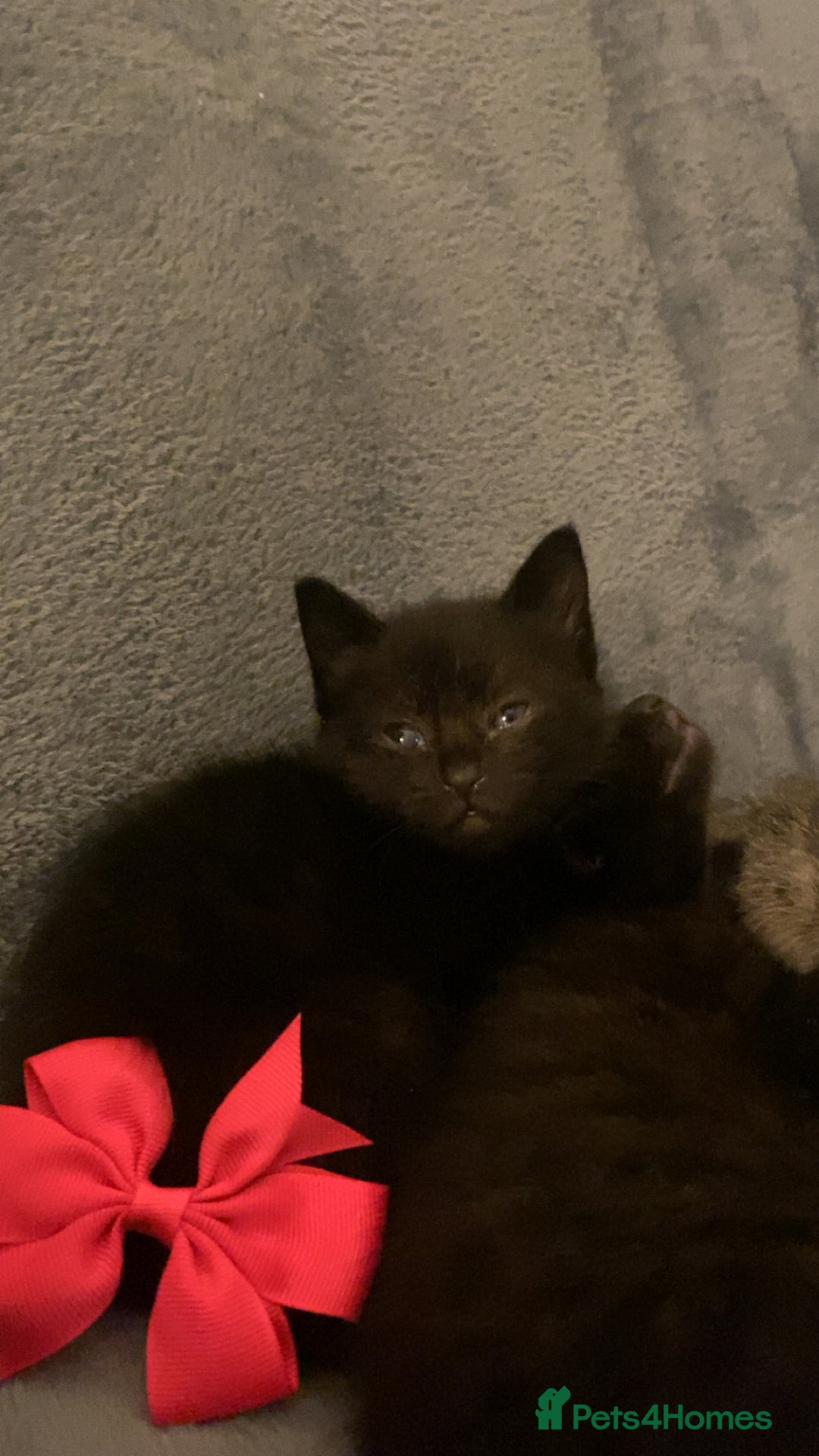 Mixed Breed cats for sale: Mixed bengal and Norwegian kittens  - Advert 18