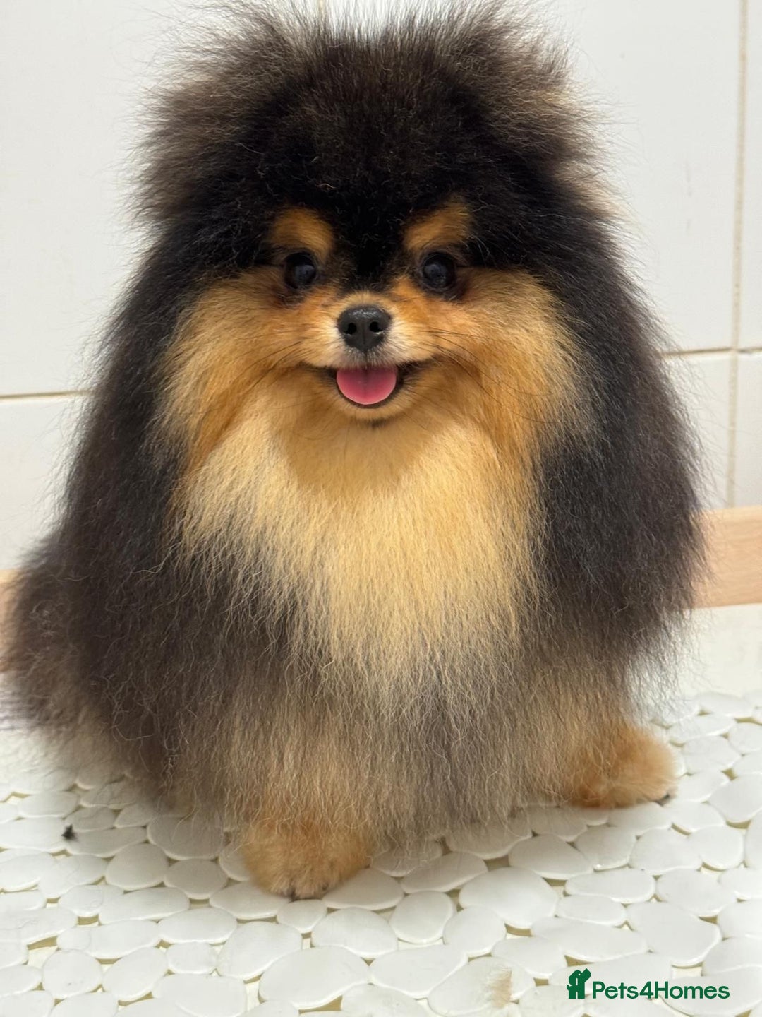 Pomeranian dogs for sale: Tiny Black and Tan Pomeranian Boy - Advert 4