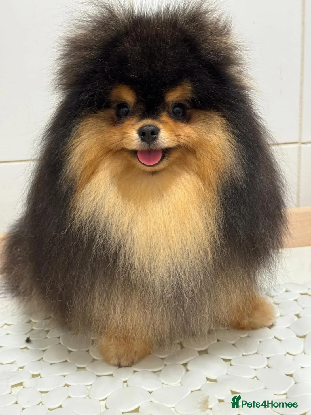 Pomeranian dogs for sale: Tiny Black and Tan Pomeranian Boy - Advert 4