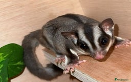 Sugar Glider rodents for sale: Sugar Glider - 1 female - Image 3