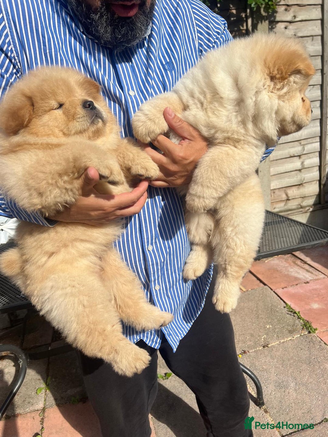 Chow Chow dogs for sale: Chow chow  - Image 5