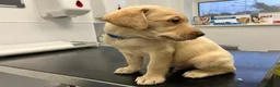 Labrador Retriever dogs for sale: Gorgeous Labrador puppies for sale - Advert 20