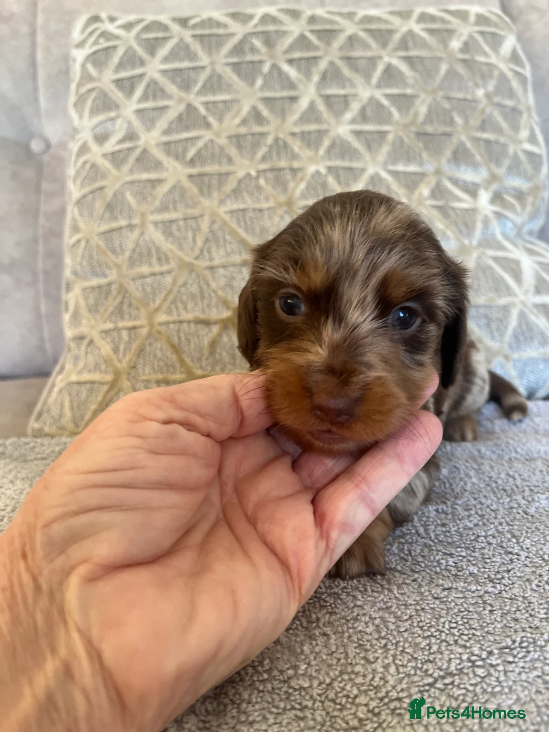 Dachshund dogs for sale: Dachshund miniature - Advert 8