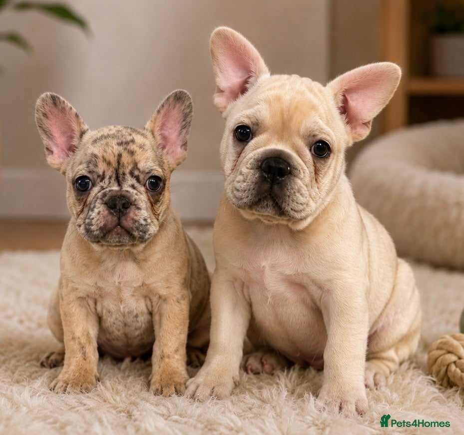 French Bulldog dogs Reduced! Last2 left frenchie pups🐶❤️ - Advert 11