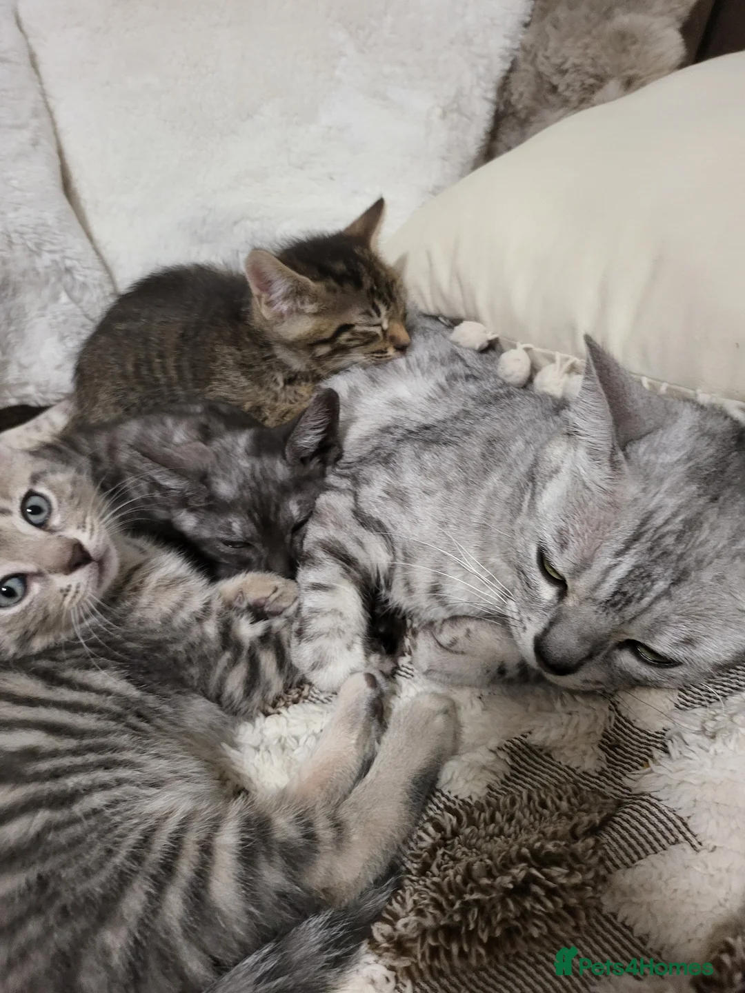 Bengal cats for sale: Bengal kittens - Advert 30