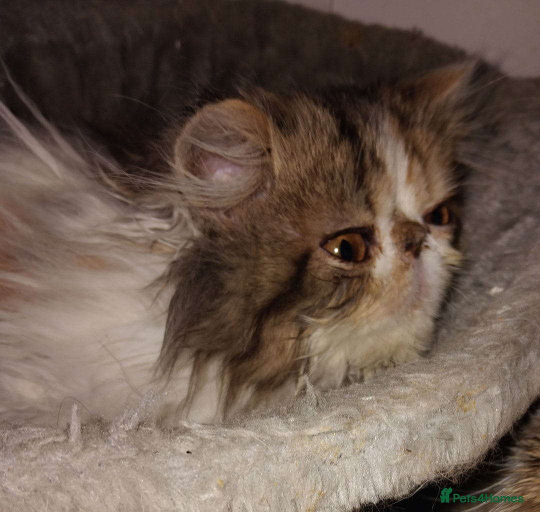 Persian cats for sale: Beautiful persian kittens  - Advert 3
