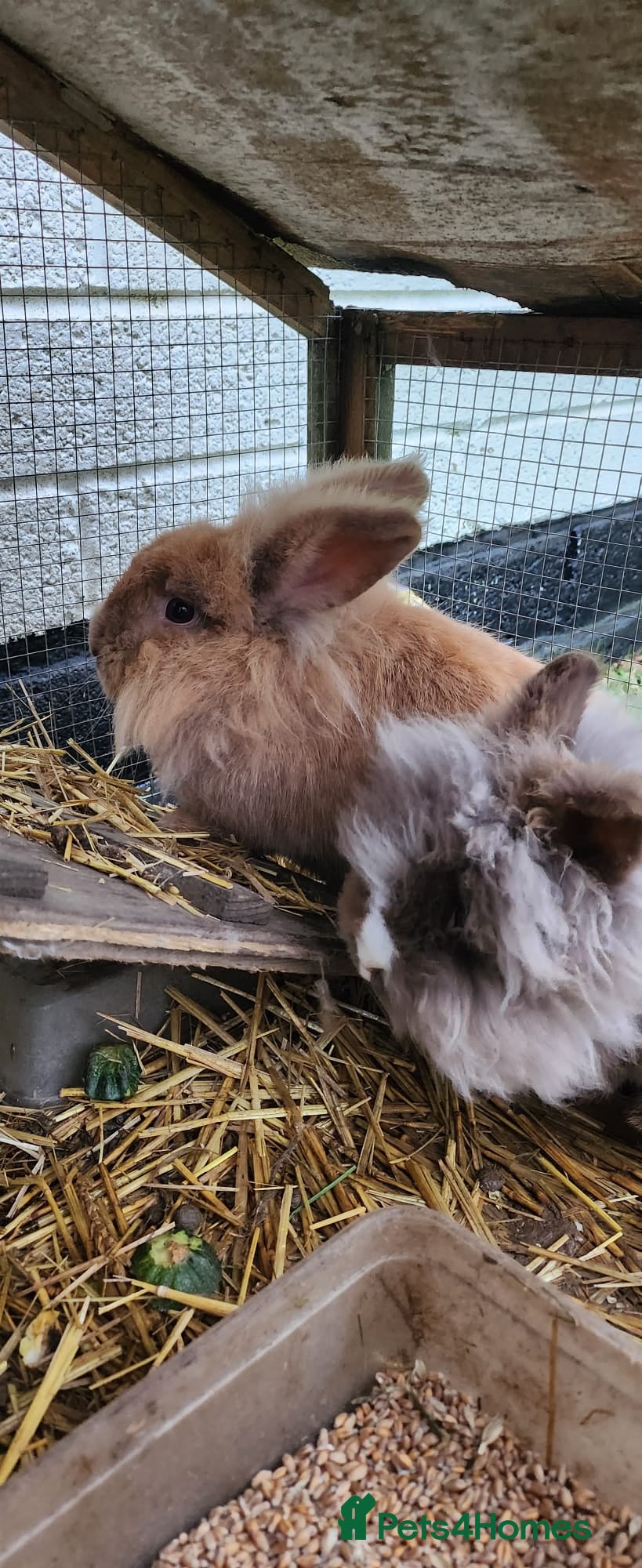 Mixed Breed rabbits Rabbit pair male and female - Advert 12