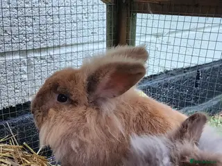 Mixed Breed rabbits Rabbit pair male and female - Advert 12