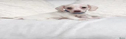 Miniature Dachshund dogs for sale: Cream miniature dachshund puppies - Advert 7