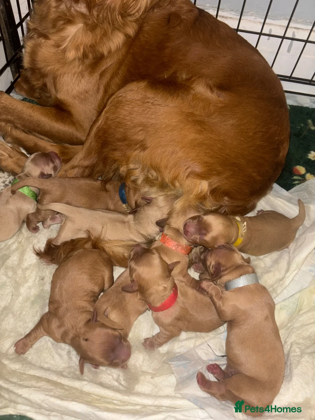 Mixed Breed dogs for sale: Beautiful Family Raised Doxiepoo Puppies Ready now - Advert 25