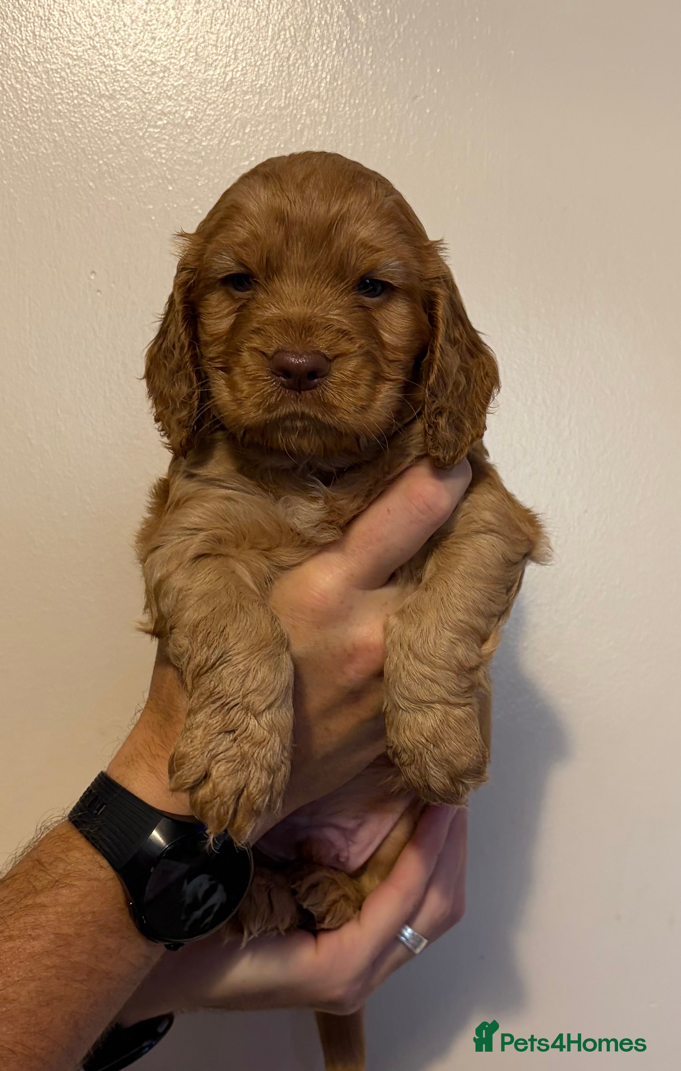 Cocker Spaniel dogs Cocker spaniel Puppys  - Advert 2