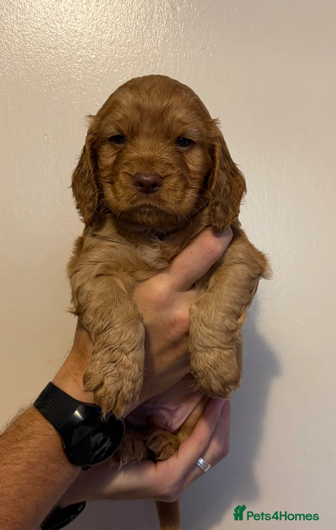 Cocker Spaniel dogs for sale: Cocker spaniel Puppys  - Advert 2