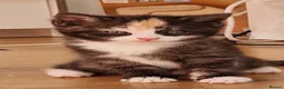 Mixed Breed cats for sale: Beautiful kittens for sale - Advert 9