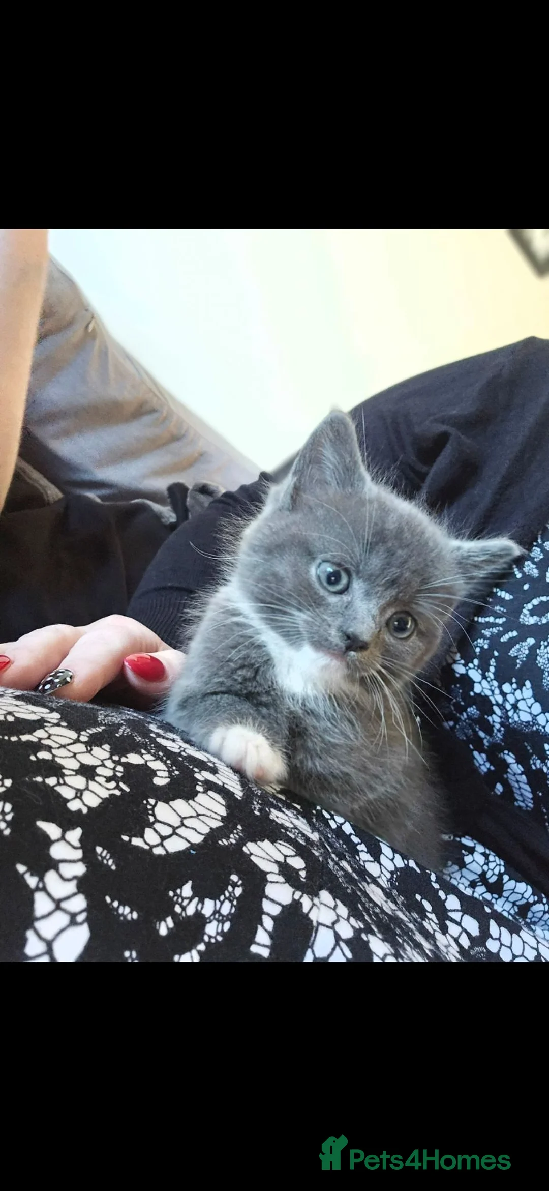 Mixed Breed cats for sale: Beautiful Willow Looking for her Forever Home - Advert 4