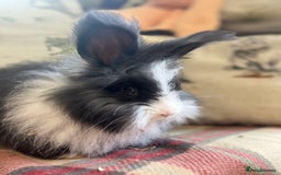 Angora rabbits for sale: Stunning pure bred English angora babies - Image 4