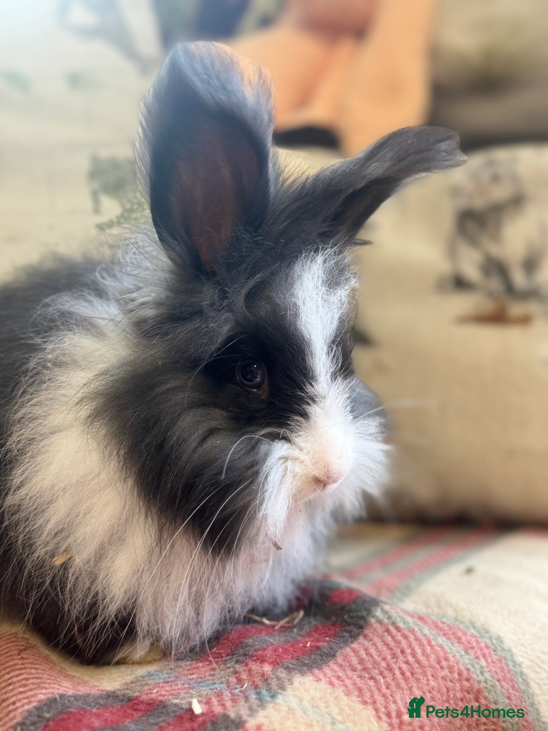 Angora rabbits for sale: Stunning pure bred English angora babies - Image 4