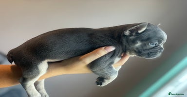 French Bulldog dogs - Advert 5