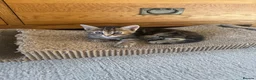 Mixed Breed cats for sale: Mixed kittens  - Advert 4