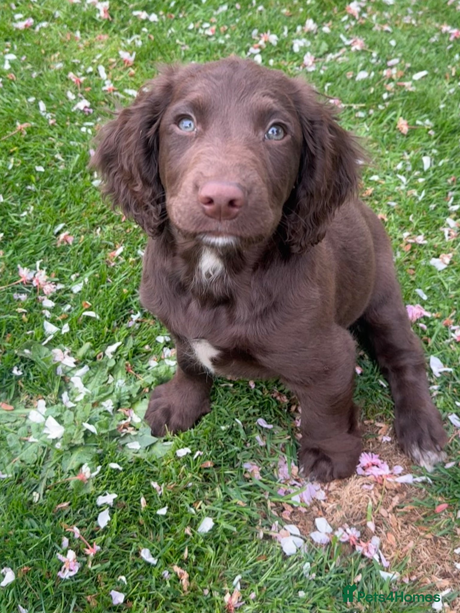 Sprocker dogs Sprocker spaniels *Ready to leave now!  - Advert 2