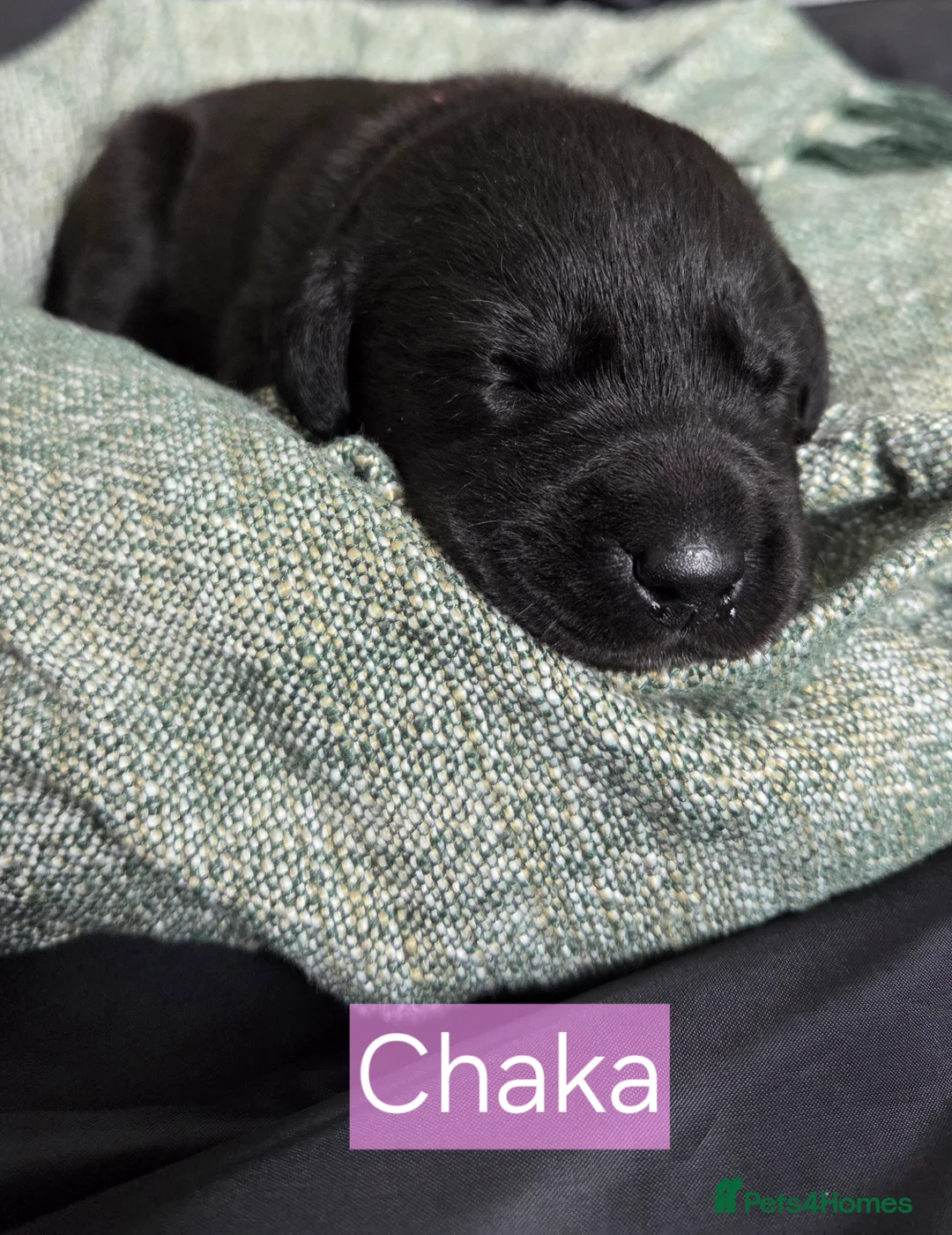Labrador Retriever dogs for sale: Black Labrador Retriever Puppies – KC Registered - Advert 11