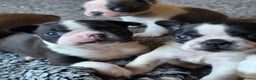 Boston Terrier dogs for sale: Stunning KC Reg Boston Terrier last girl left - Advert 17