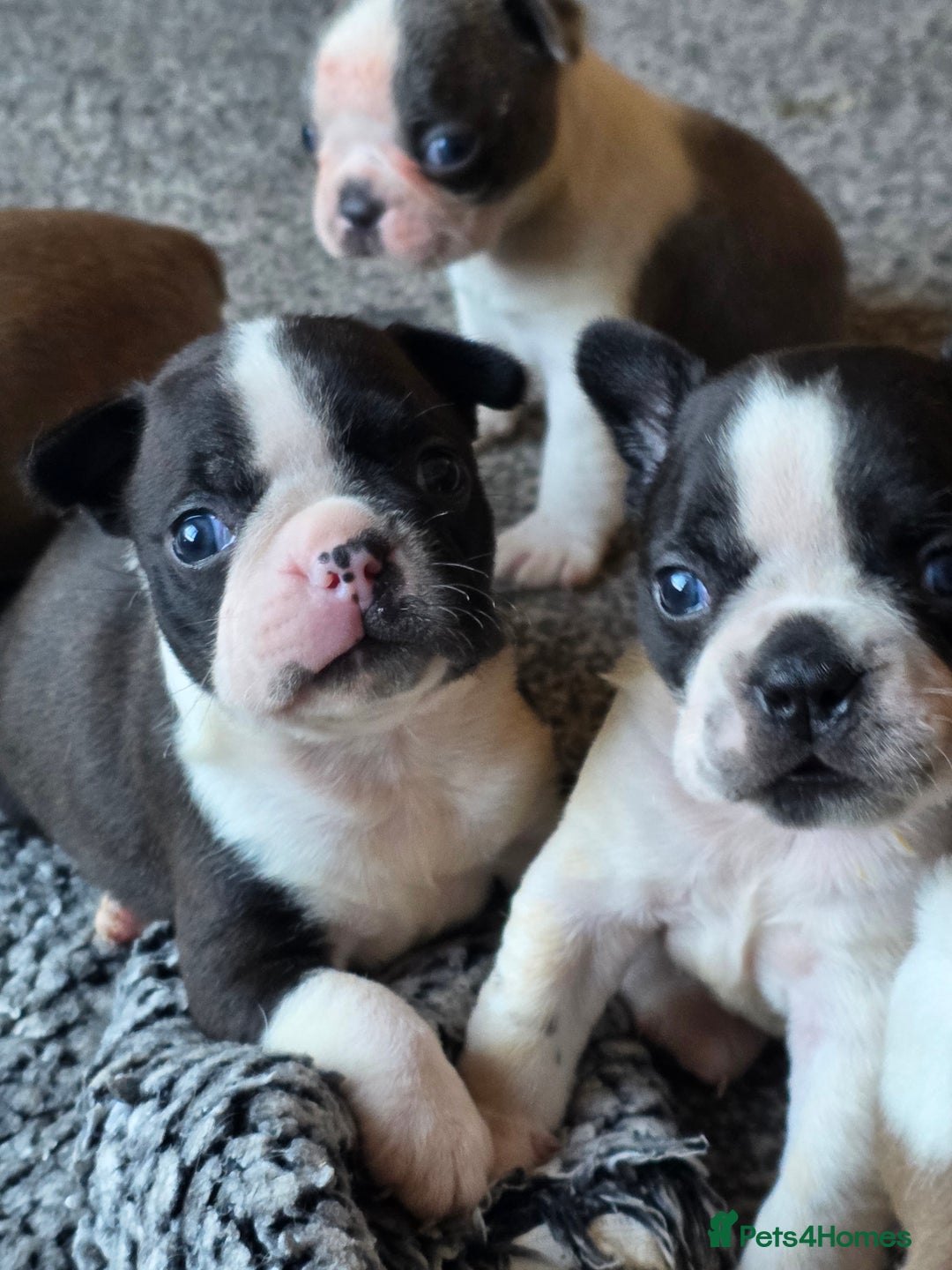 Boston Terrier dogs for sale: Stunning KC Reg Boston Terrier last girl left - Advert 17