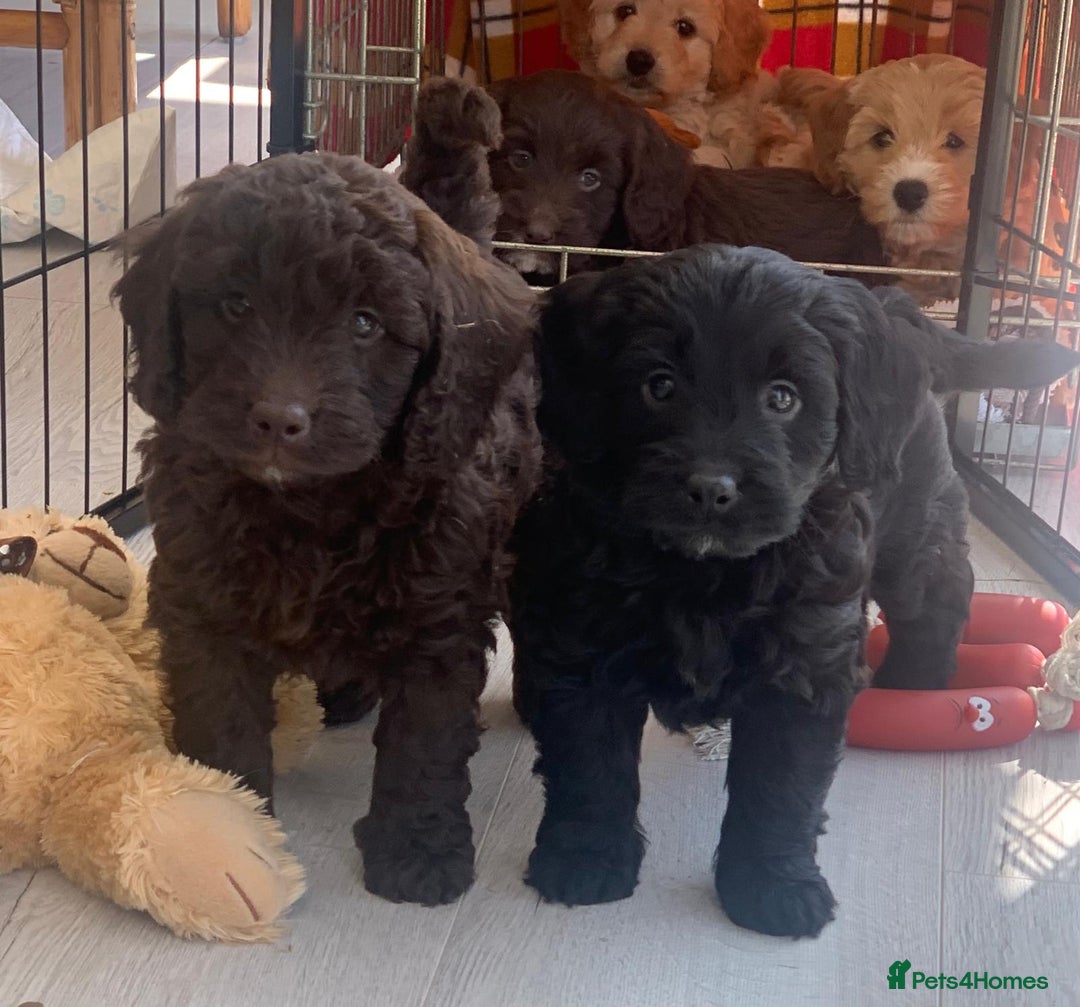 Labradoodle dogs for sale: Beautiful miniature labradoodle puppies - Image 9