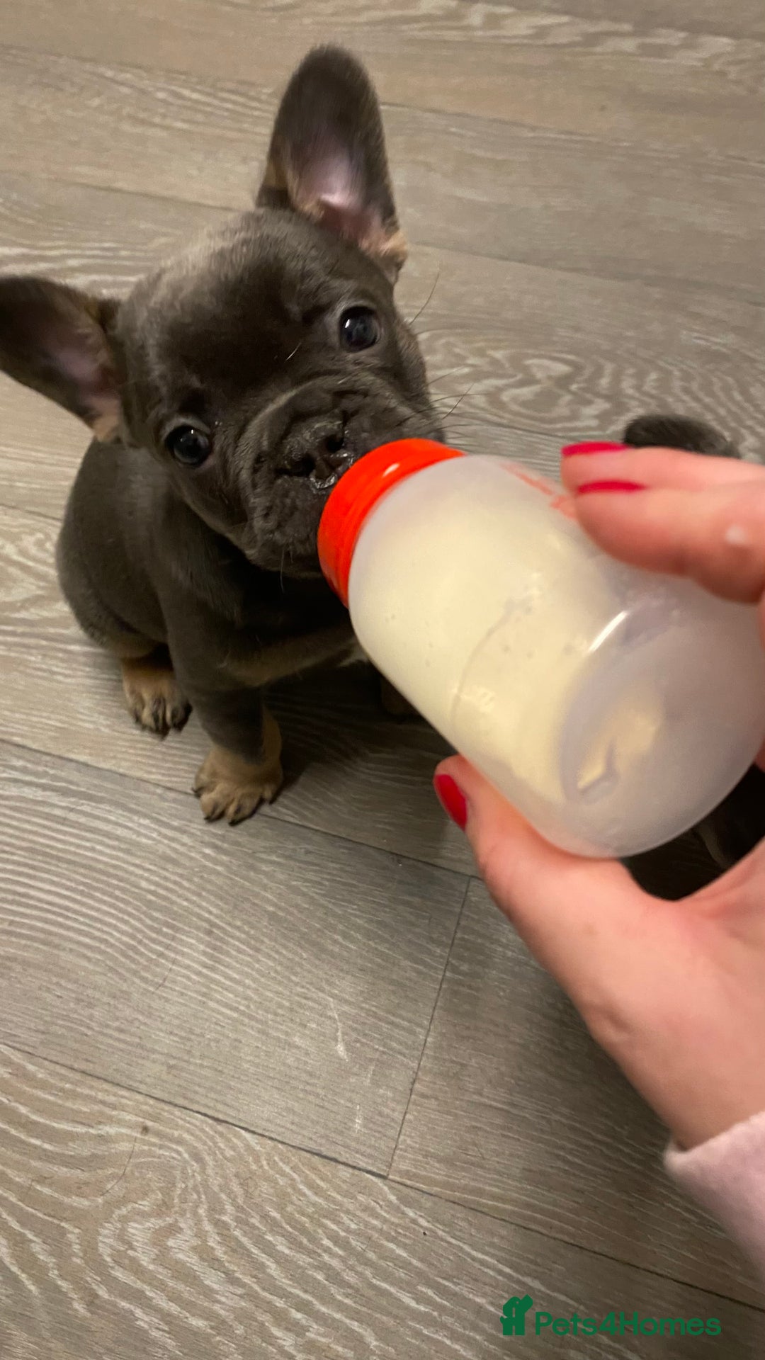 French Bulldog dogs for sale: Adorable Purebred Female French Bulldogs Ready! - Advert 22