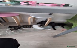 Domestic Shorthair cats for sale: 3 boys, 1 girl kittens  - Image 36