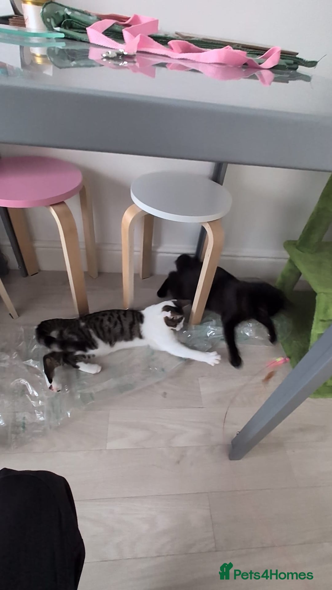 Domestic Shorthair cats for sale: 3 boys, 1 girl kittens  - Image 36