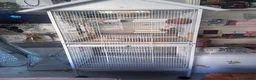 Budgerigars birds for sale: Two male budgies for sale with cage - Advert 7