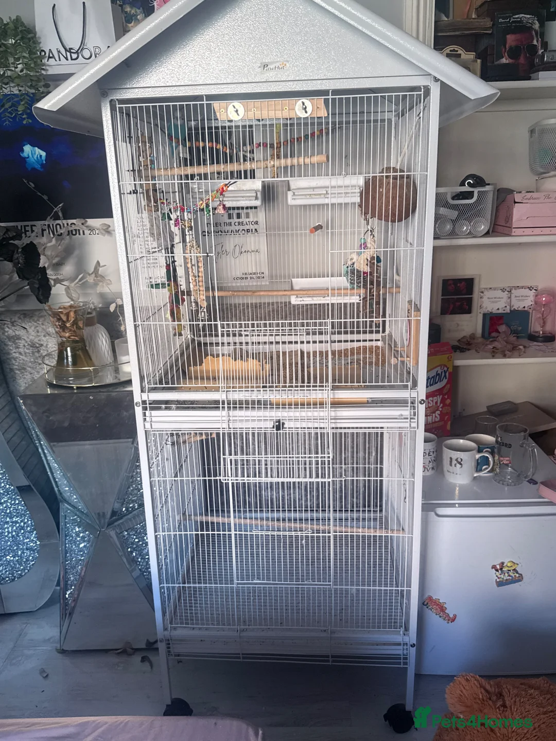 Budgerigars birds for sale: Two male budgies for sale with cage - Advert 7