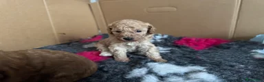 Miniature Poodle 4