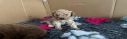 Miniature Poodle dogs for sale: Miniature poodle puppies  - Advert 15
