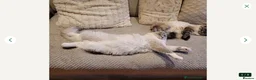 Ragdoll cats for sale: GCCF Ragdoll kittens. Lynx, Blue point. in Basingstoke - Advert 26