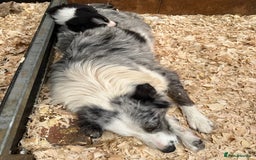 Border Collie dogs for sale: Gorgeous Tri colour border collie puppies  - Image 13