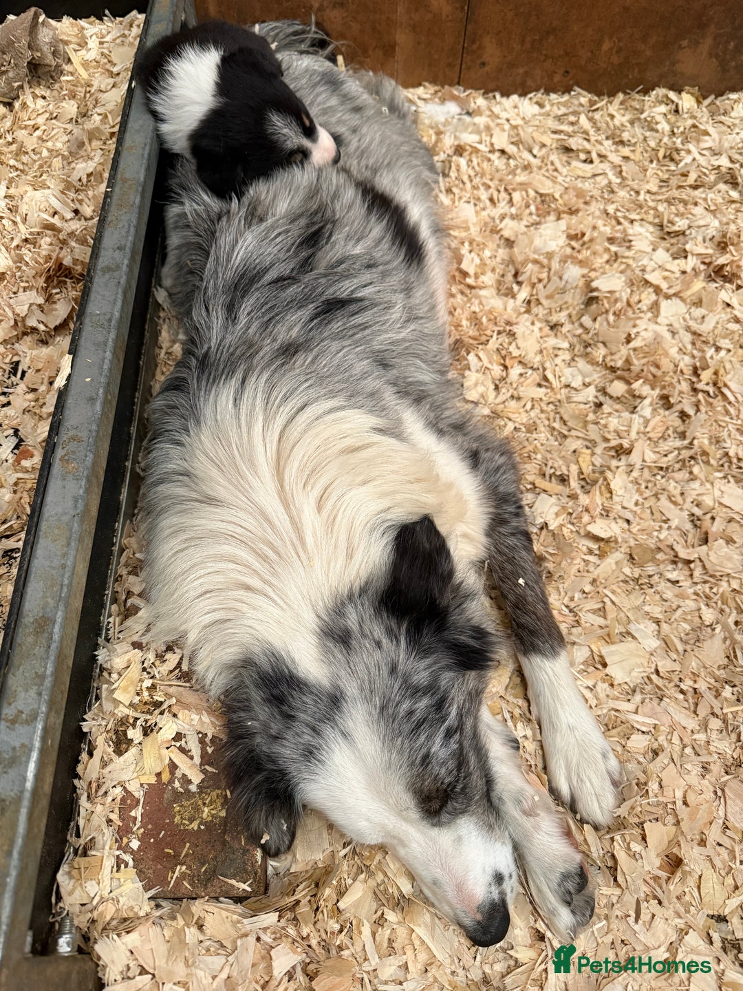 Border Collie dogs for sale: Gorgeous Tri colour border collie puppies  - Image 13