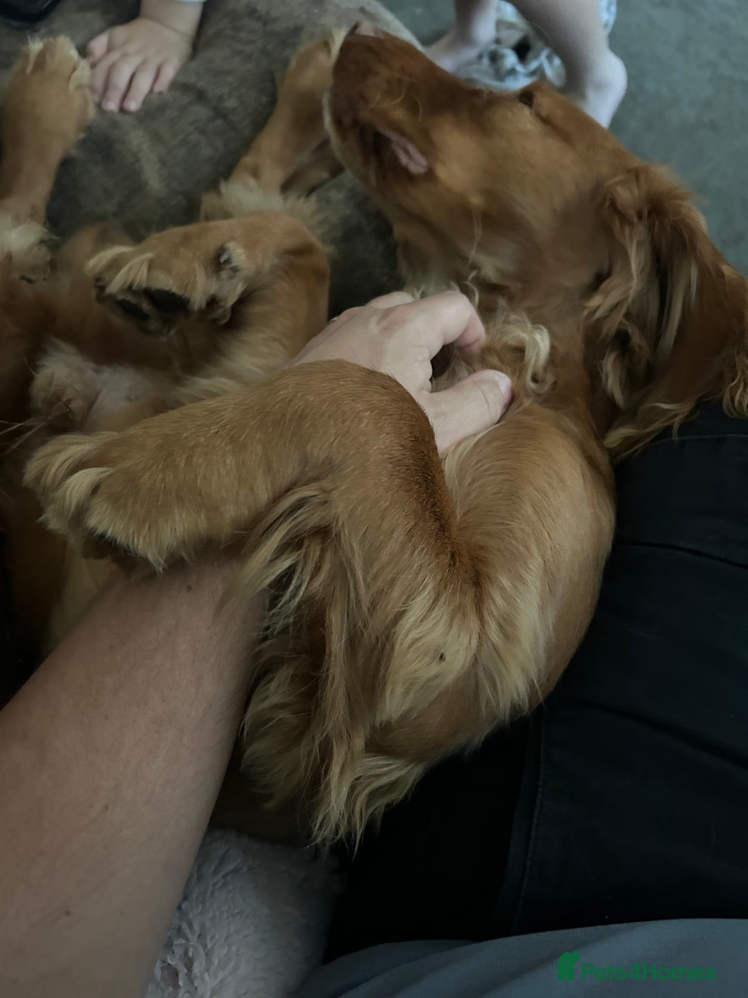 Cocker Spaniel dogs for sale: Simba - family cocker spaniel - Image 6