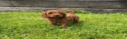 Cavapoo dogs for sale: Beautiful F1 Red Cavapoo puppies  - Advert 4