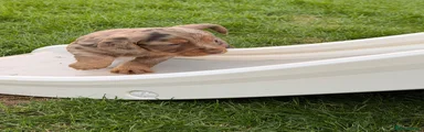 Cocker Spaniel 4