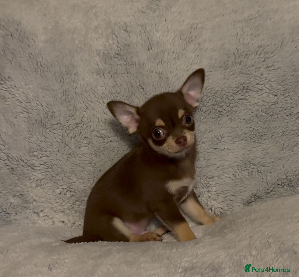 Chihuahua dogs chihuahuas smooth coat  £1000 !! boys ready now - Advert 2