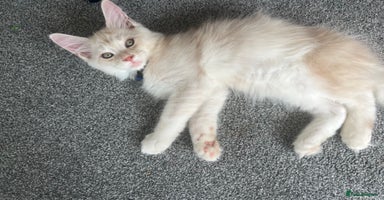 Maine Coon cats - Advert 5