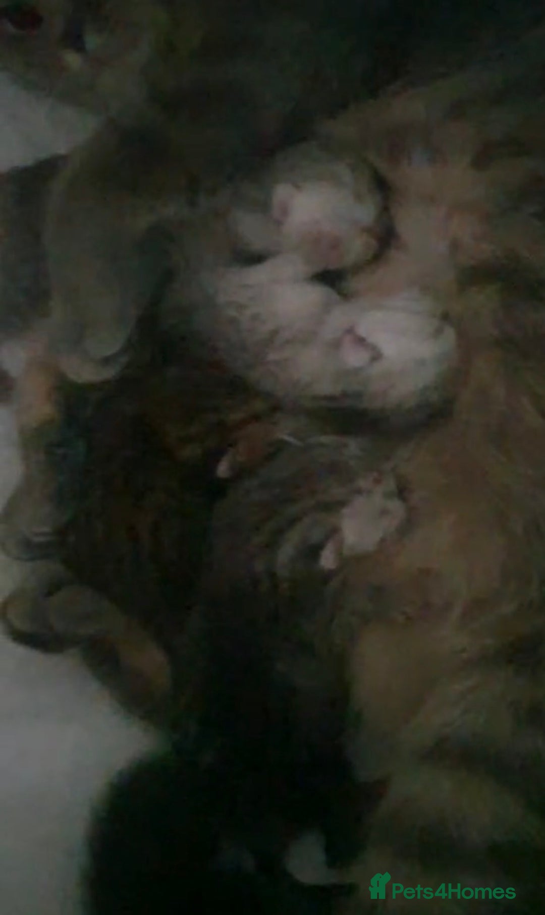 British Shorthair cats for sale: 3 Kittens•Full Pedigree•Champions bloodline•GCCF - Advert 5